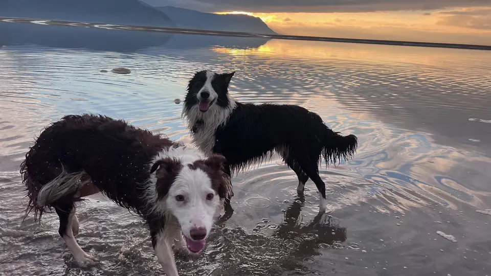 Two wet border collies paddling in the shallows at sunset