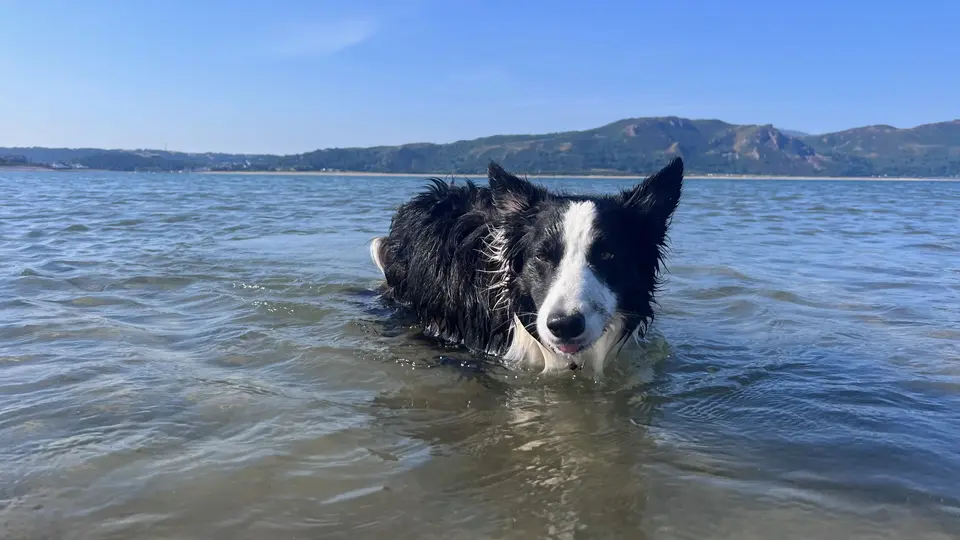 A border collie standing in the sea, with green hills across the water