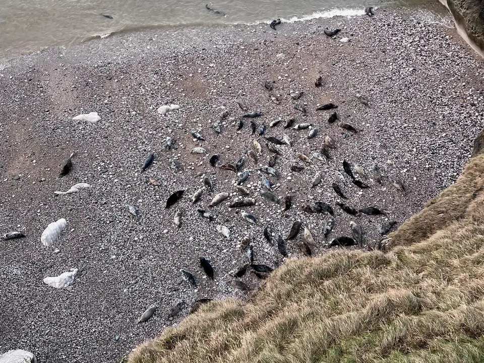 Dozens of seals resting on a pebble cove at the foot of the Orme's cliffs