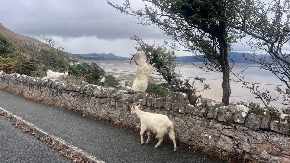 The Orme's wild goats beside a stone wall, one stretching up to eat from a tree, with the estuary below