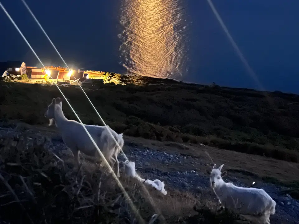 Goats on the Orme at night, with moonlight on the sea behind them